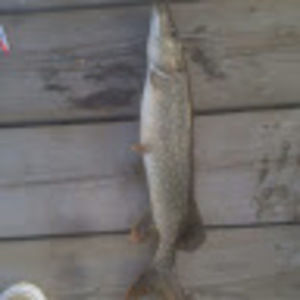 Meet your Posher, Adventure